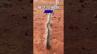 Hairy caterpillars can be dangerous 