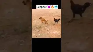 Respect #shorts #respect #short
