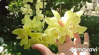 ОРХИДЕЯ МИНЬОН 🧚‍♂️БАБОЧКА!!!🙌 🥰🥰🥰🧚‍♀️