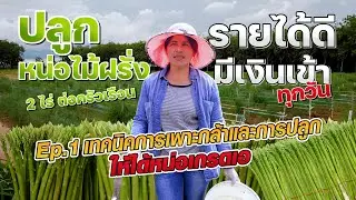 ปลูกหน่อไม้ฝรั่ง 2 ไร่ ต่อครัวเรือน รายได้ดีมีเงินเข้าทุกวัน Ep.1 #เกษตรอารมณ์ดี