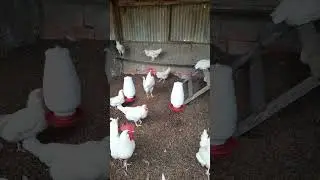 #galo