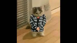 Модный приговор, но это phonk