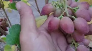 НОВИНКА!!! ГФ Винограда КАРАМЕЛЬКА( нар. селекция) на 22.07.2024г.