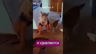 хозяева пранкуют кошек