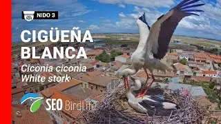 EN DIRECTO 🔴 Madrigal de las Altas Torres  - Nido de cigüeña nº 3