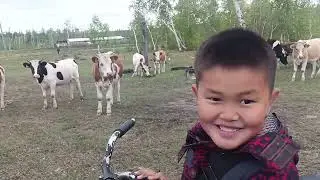 Кузя убегает от коров
