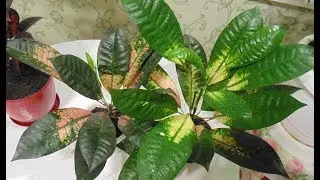размножение кротона (кодиеума) в домашних условиях