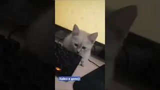 Котёнок ловит мышей