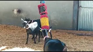 Nuevo Cepillo Anti Estrés para Cabra CULMATIC