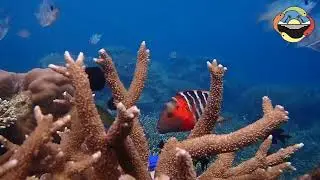 Karimunjawa pasca pandemi - Ayo bangkit lagi pariwisata indonesia