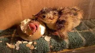 Time-lapse of Pheasant Chick Hatching