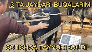 SOTISHGA TAYYOR BO'LDI,FOYDA QANCHA QOLADI,
