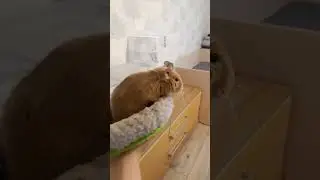 зелена куля