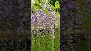 奈良万葉植物園の藤を見に行ってみた(^^)