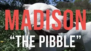 A Pitbull's 