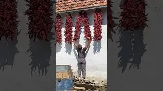 Red pepper harvest in Serbia
