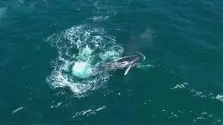 Pod of humpback whales, Shellharbour November 6th 2022