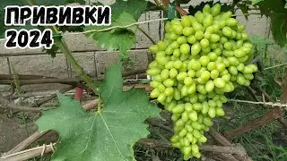 Прививки винограда 2 месяца. Ламборджини, Аватар, Рататуй, Бананас, Квартет, Рембо, Богема, Басанти.