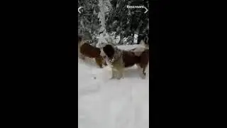 Dogs in the Snow