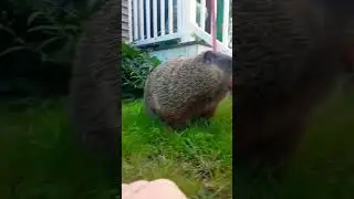 I've Got This Hooman I Can Eat It Myself #sparkle #cute #adorable #cutie #fur #paws #nose #groundhog