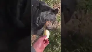 Corajoso, heim!