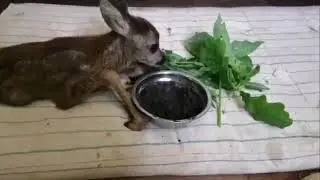 Косулёнок Карамелька. Попала под косилку в Донецке и потеряла одну ножку. Очень истощена