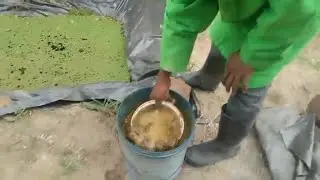 ROUTINE AZOLLA POND MAINTENANCE #agriculture #farming