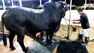 Eight bulls getting loaded into trailers | Brownie's Ranch