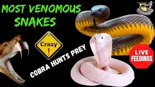 The MOST Venomous Snakes in the World | Watching a Cobra Hunting