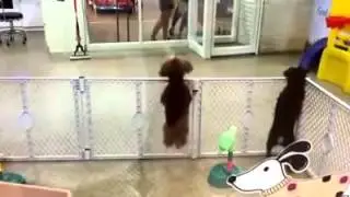 Excited puppy spots its owner - Puppy Dog Dancing To Webbie