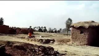 Warthog Stronk