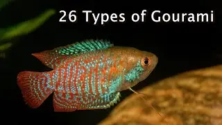 Types of Gourami Fish