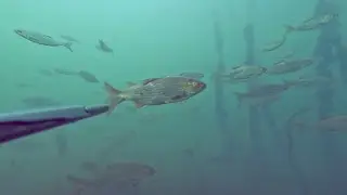 Охота на карася и стаи рыбы