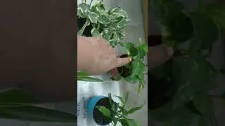 Main idea and supporting details activity