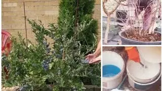 Очень Важная Весенняя ОБРАБОТКА /ОБРЕЗКА ГОЛУБИКИ на урожай .Как приготовить БОРДОССКУЮ СМЕСЬ 3%и 1%