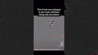 Macrophages