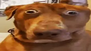DEVIOUS MEMES V17