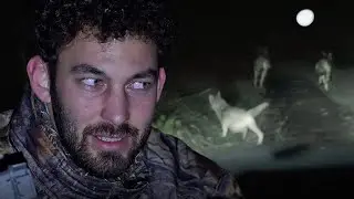 Encountering a Giant Wolf Pack! (We Saw a Black Bear)