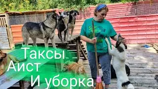 Таксы, аист и уборка