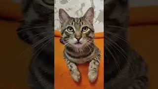 Будет у тебя время? #животные #кот #жизнь #кіт #смешныевидео #смешныекотики #популярное #мемы #шортс