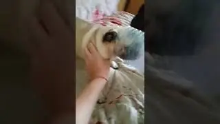 Мопс в импровизированном наморднике😆