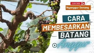 Tips And Trik Memperbesar Batang Anggur || Anggur Sehat || Batang Besar