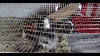My Guinea Pig Throws a Tantrum