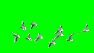 ✨ BAND OF PIGEONS  MOTION 💯| 