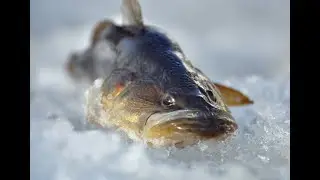 Первый лёд! проверяем  незнакомое  озерцо! Ротан!!