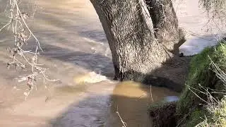 High flows on Dry Creek (1/17/23)
