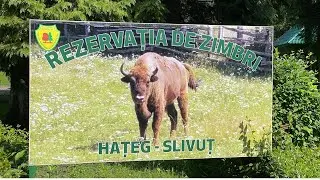 Rezervația de zimbri 🐃 Hațeg Slivuț