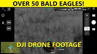 Over 50 Bald Eagles captured by thermal drone in one spot!