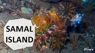 Octopus on the Run!