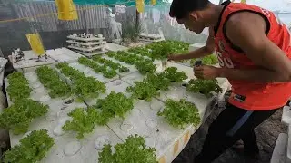 HOW TO START HYDROPONICS IN YOUR BACKYARD
